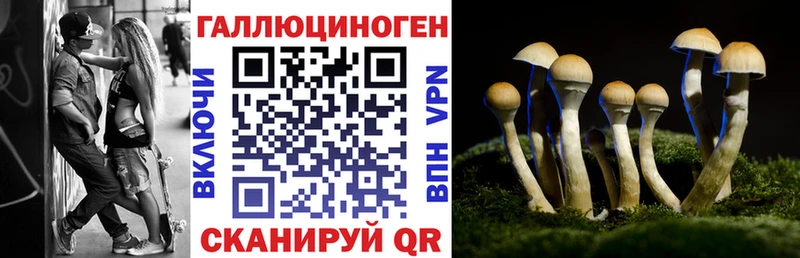 дарк нет Telegram  Чайковский  Псилоцибиновые грибы Psilocybe 